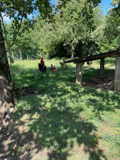 Familienurlaub Mit Hund An Der Ostsee Admannshagen-Bargeshagen Екстериор снимка